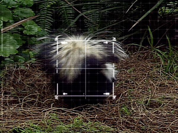 Ciencia Animal - Rasgos animales