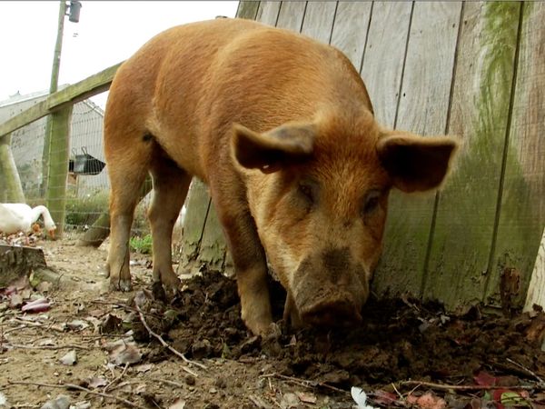 Ciencia Animal - Animales de granja
