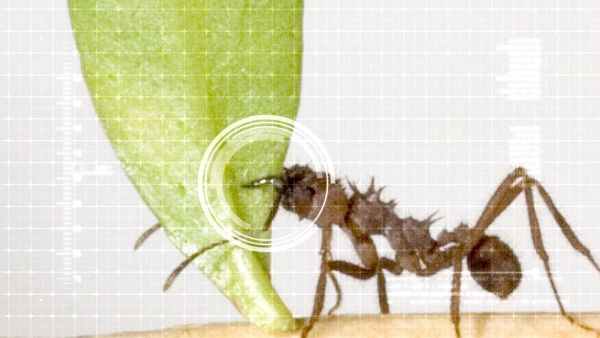 Ciencia Animal - Fuerza