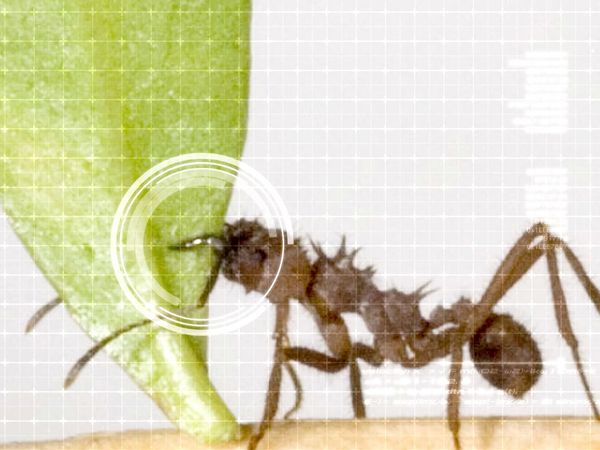 Ciencia Animal - Fuerza