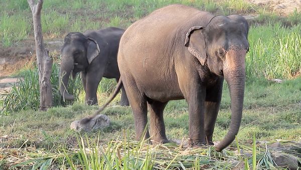Ciencia Animal - Animales de Asia