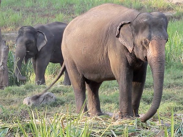 Ciencia Animal - Animales de Asia