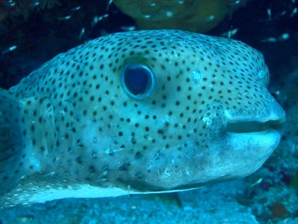 Ciencia Animal - Animales extremos