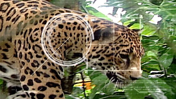 Ciencia Animal - Animales Sudamericanos