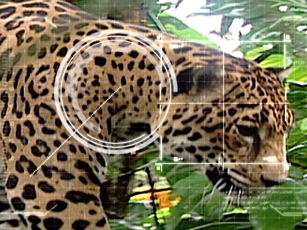 Ciencia Animal - Animales Sudamericanos