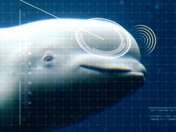 Ciencia Animal - Sentidos animales