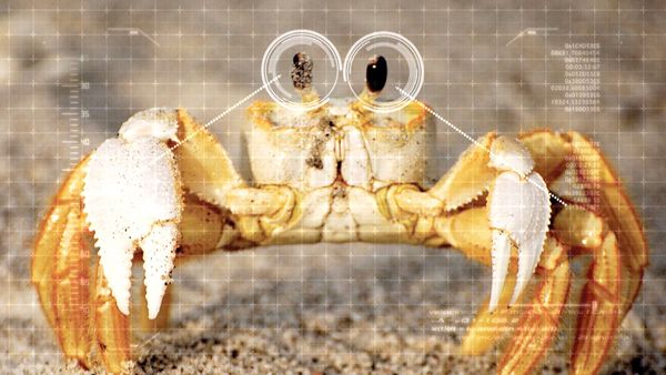 Ciencia Animal - Animales sorprendentes