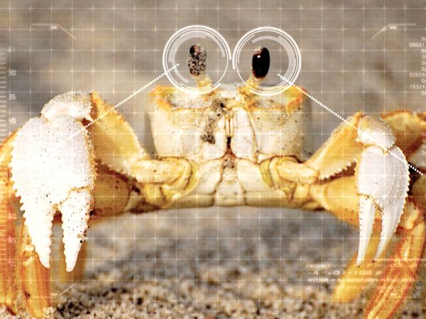 Ciencia Animal - Animales sorprendentes