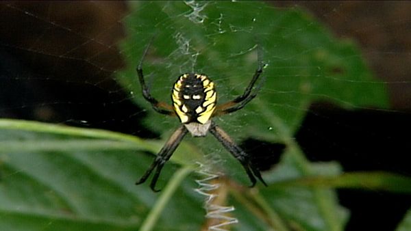 Ciencia Animal - Criaturas monstruosas