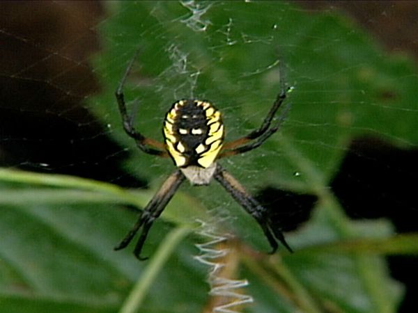 Ciencia Animal - Criaturas monstruosas