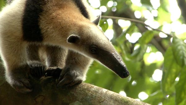 Ciencia Animal - Animales Impresionantes