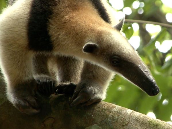 Ciencia Animal - Animales Impresionantes