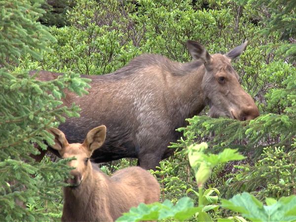 Ciencia Animal - Animales norteamericanos