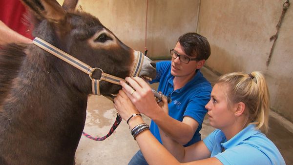 Tierarztgeschichten - Folge 6