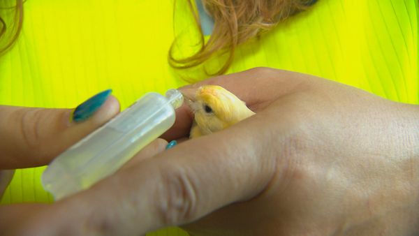 Tierarztgeschichten - Folge 13