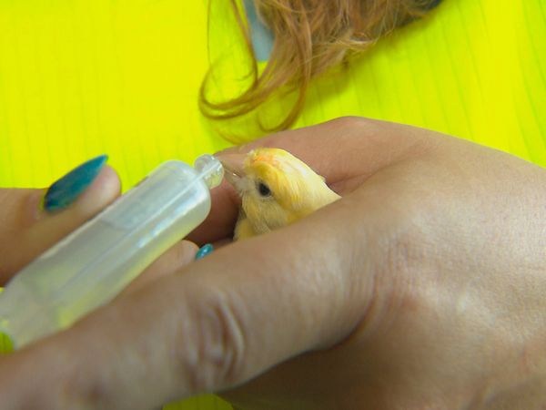 Tierarztgeschichten - Folge 13