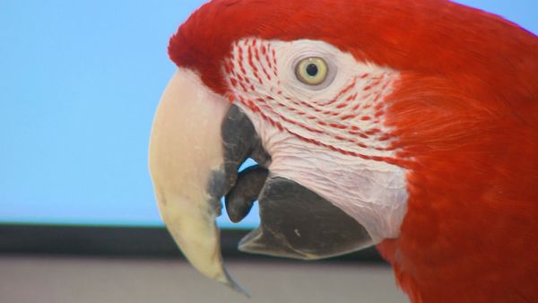 Tierarztgeschichten - Folge 19