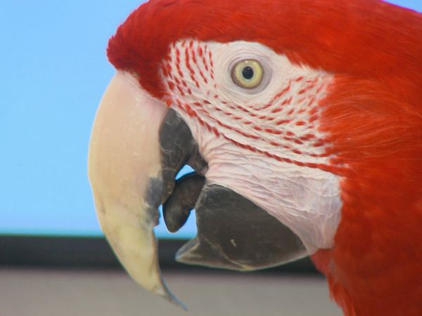 Tierarztgeschichten - Folge 19