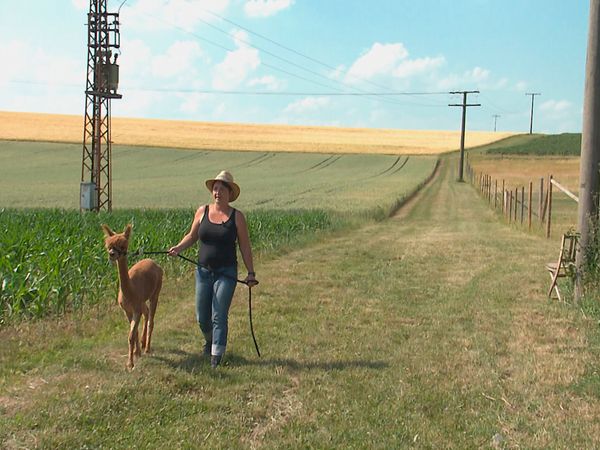 Tierarztgeschichten - Folge 17
