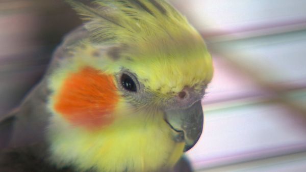 Tierarztgeschichten - Folge 18