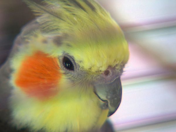 Tierarztgeschichten - Folge 18