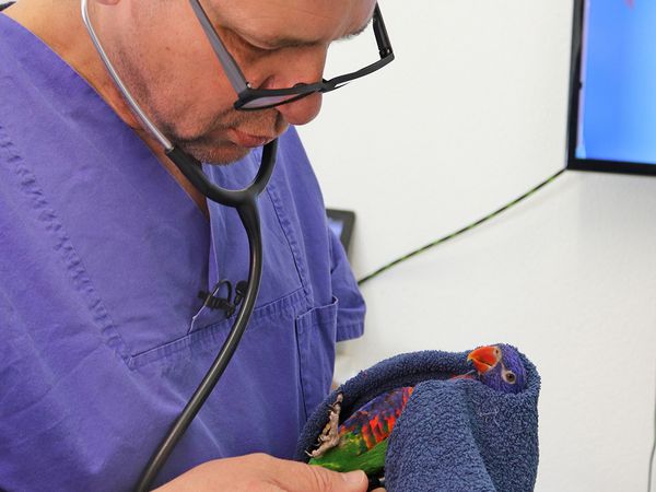 Tierarztgeschichten - Folge 35