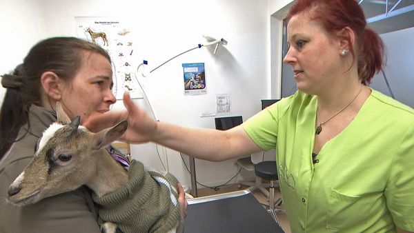 Tierarztgeschichten - Folge 44