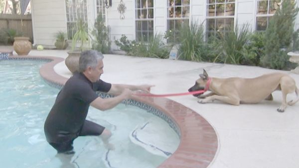 O Encantador de Cães - Optimus & Gigi e Sissy