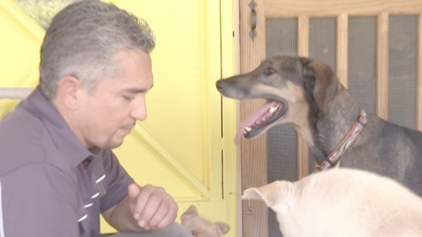 O Encantador de Cães - Bebezinha