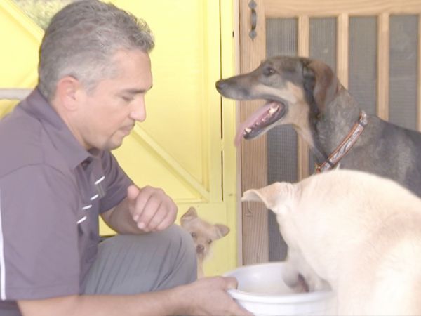 O Encantador de Cães - Bebezinha