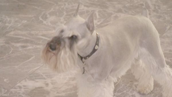 O Encantador de Cães - Bear & Angel e Lorelei