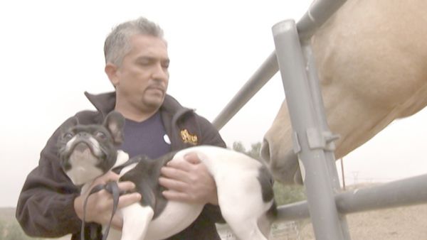 O Encantador de Cães - Miles and Maxie & Booker