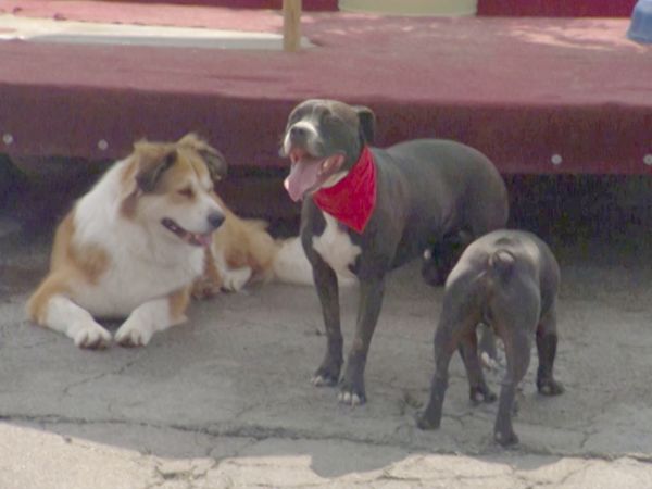 O Encantador de Cães - Fondue, Chip, Hope, & Joyjoy e Elmer