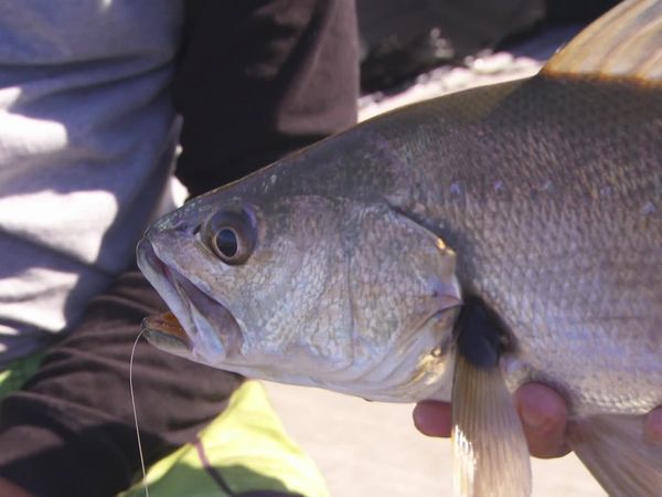 IFISH - Mulloway - Botany Bay, NSW