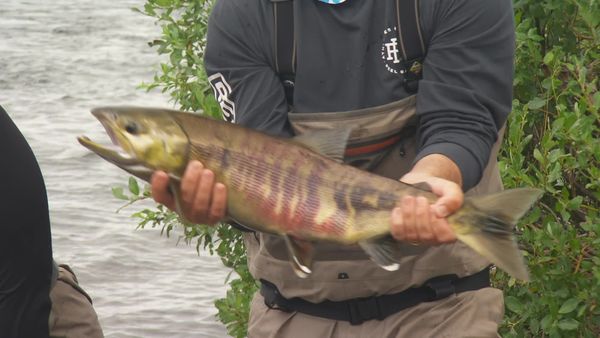 IFISH - ATA Lodge, Alagnak River, Alaska - Part 1