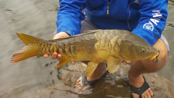 IFISH - Wyangala Dam, New South Wales