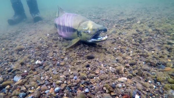 IFISH - ATA Lodge, Alagnak River, Alaska - Part 2