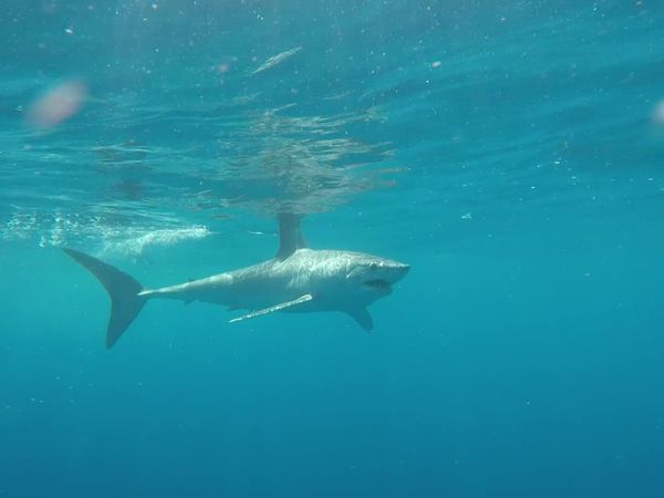 IFISH - Mako Shark, St Helens, TAS
