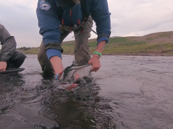 Icelandic Tails - Episode 2