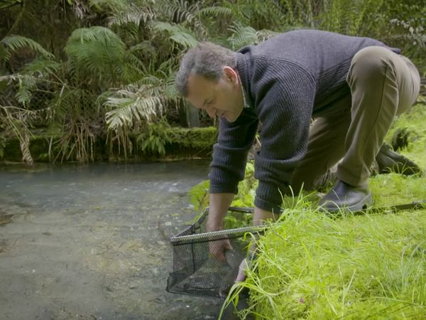 Pure Fly NZ - North Island Tiki Tour
