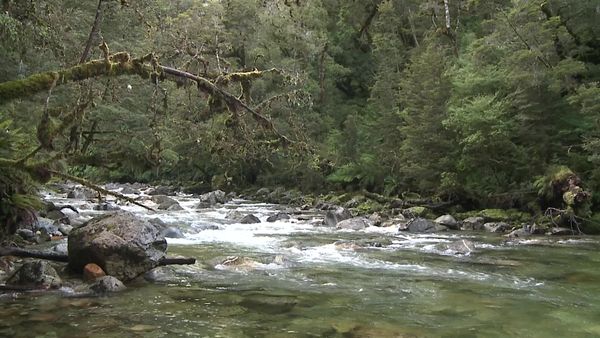 Pure Fly NZ - Fiordland Mouse Trout