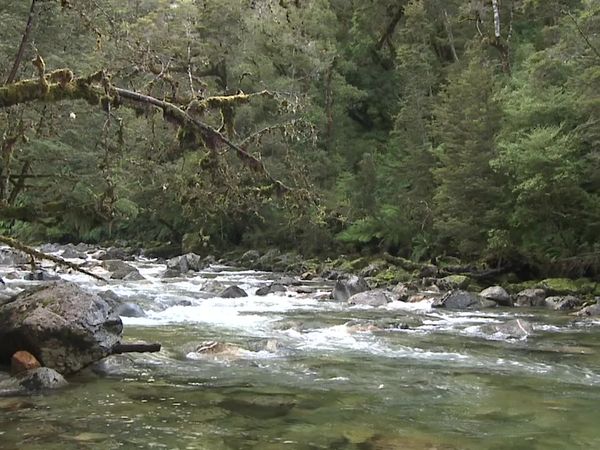 Pure Fly NZ - Fiordland Mouse Trout