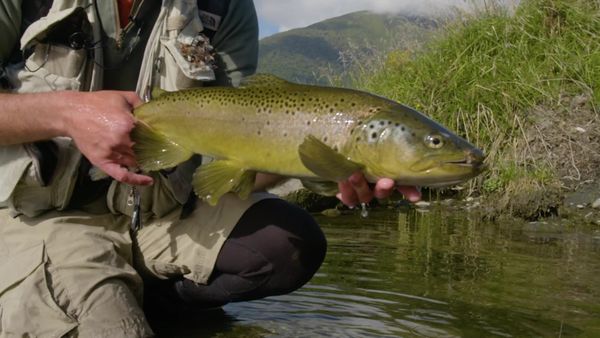 Pure Fly NZ - West Coast Explorer