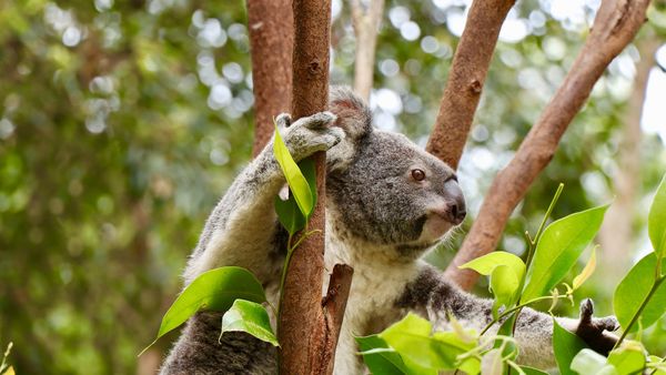 Escenas de la naturaleza - Animales bebés: koala, cerditos, jirafa, wombat