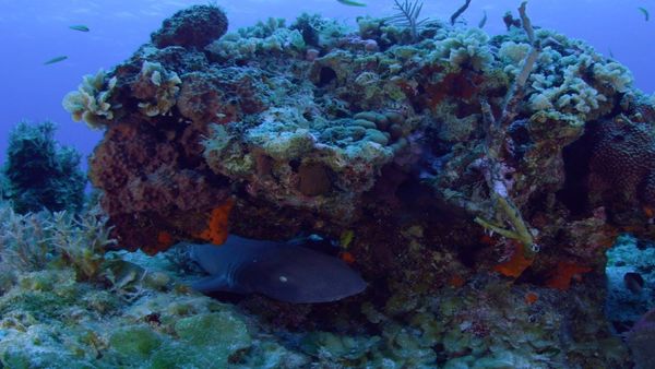 Escenas de la naturaleza - Arrecife de coral de Bahamas