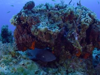 Escenas de la naturaleza - Arrecife de coral de Bahamas