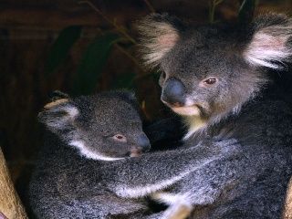 Escenas de la naturaleza - Koala Joey