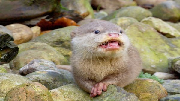 Escenas de la naturaleza - Animales bebés: orangután, nutria, cebra, macaco