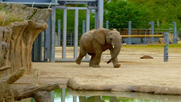 Escenas de la naturaleza - Animales bebés: elefante, alpaca, borrego cimarrón