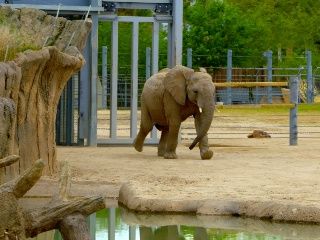 Escenas de la naturaleza - Animales bebés: elefante, alpaca, borrego cimarrón